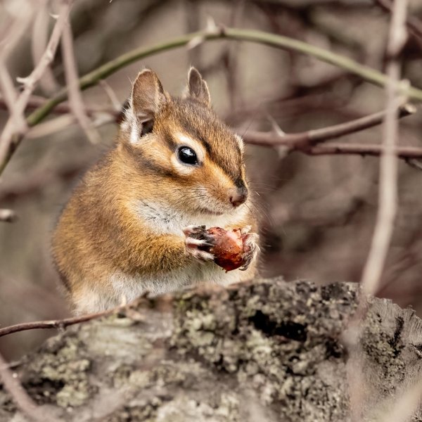 Townsend's Chipmunk