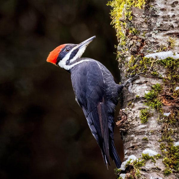Pileated Woodpecker