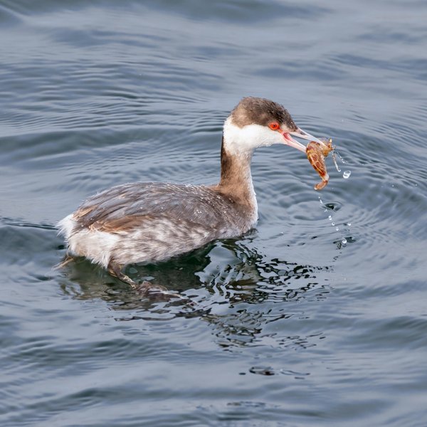 Horned Grebe