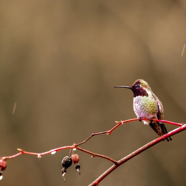 Anna's Hummingbird