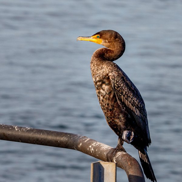 Double-crested Cormorant