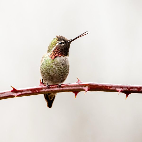 Anna's Hummingbird