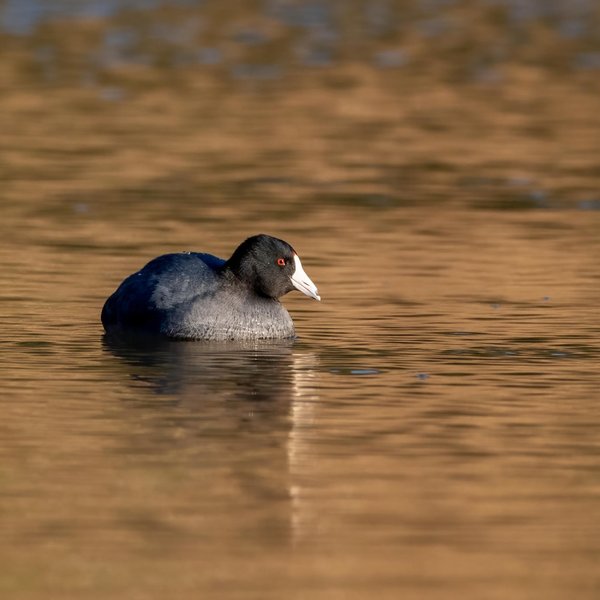 American Coot