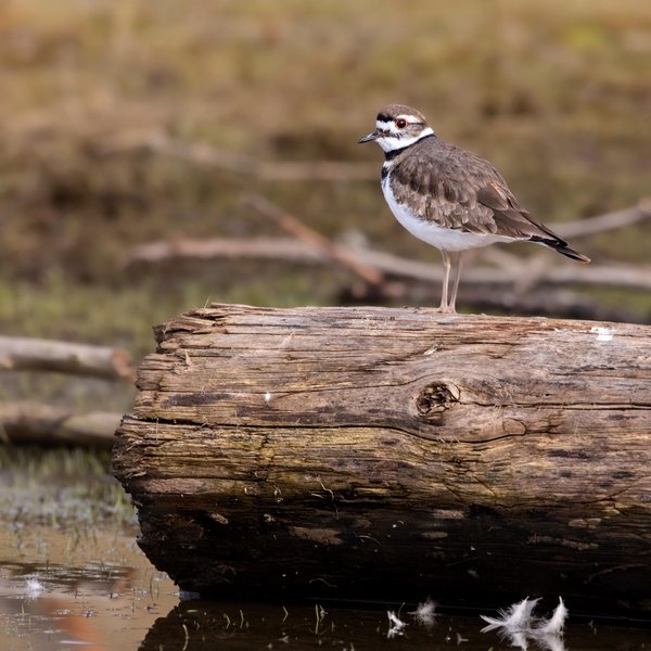 Killdeer