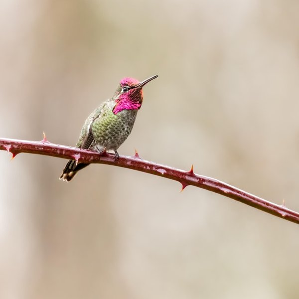 Anna's Hummingbird