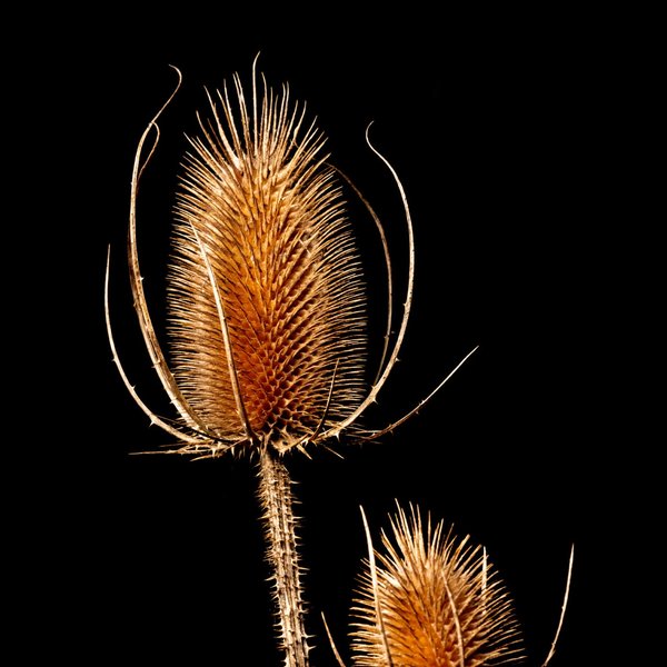 Teasel