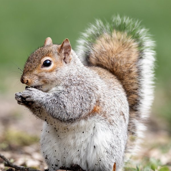 Eastern Grey Squirrel