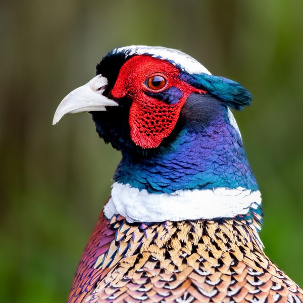 Ring-necked Pheasant