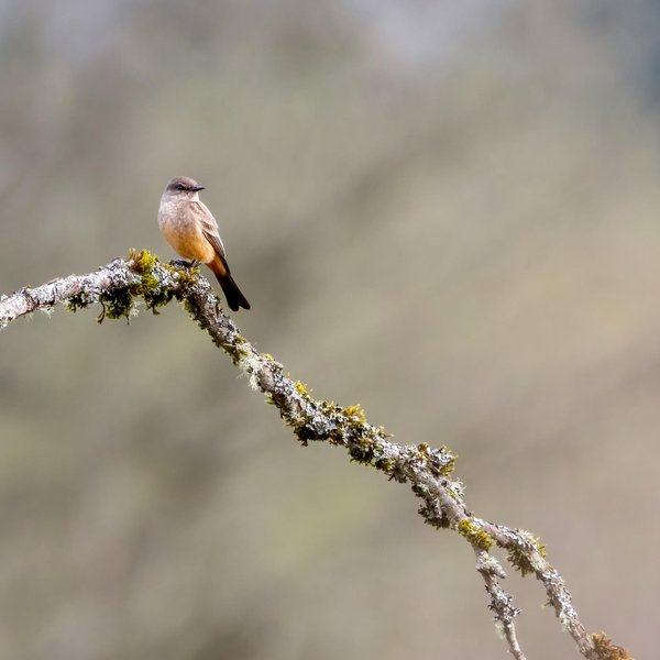 Say's Phoebe