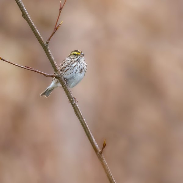 Savannah Sparrow