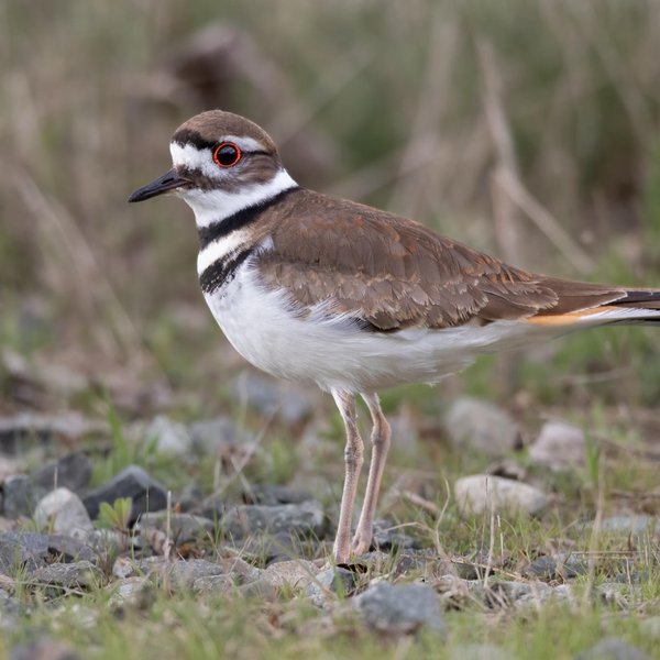 Killdeer