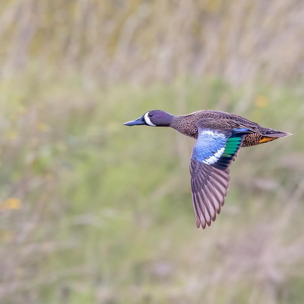 Blue-winged Teal
