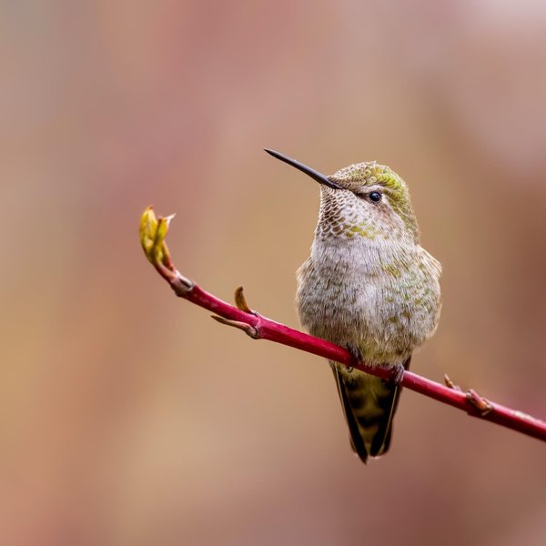 Anna's Hummingbird