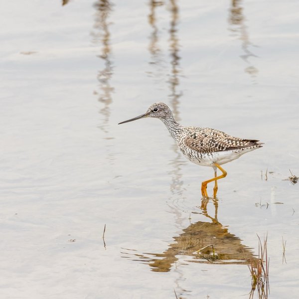 Greater Yellowlegs