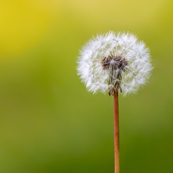 Dandelion