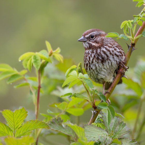 Song Sparrow