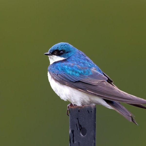Tree Swallow
