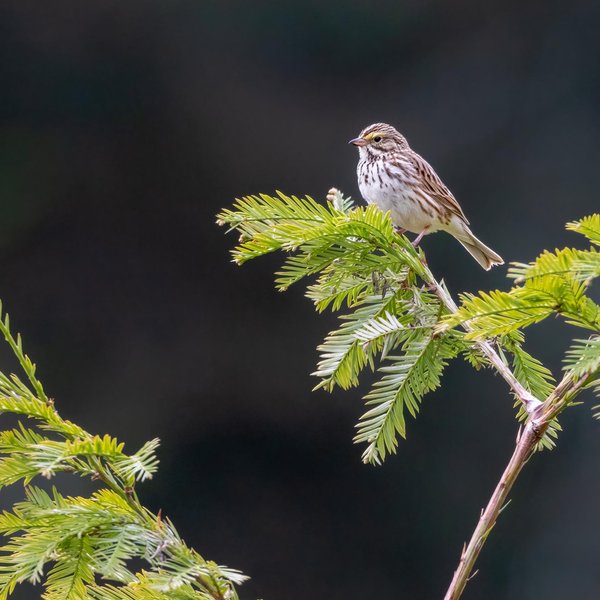 Savannah Sparrow