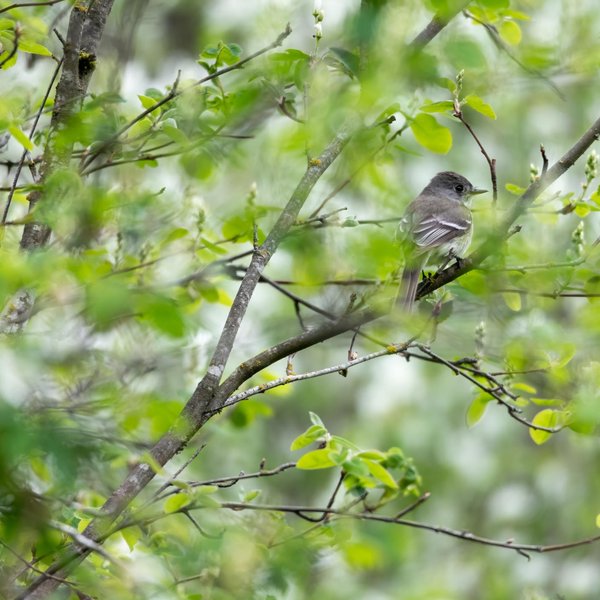 Dusky Flycatcher
