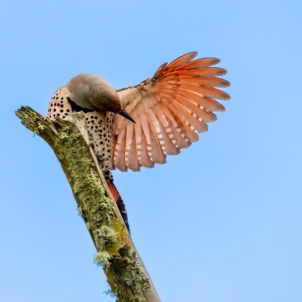 Northern Flicker