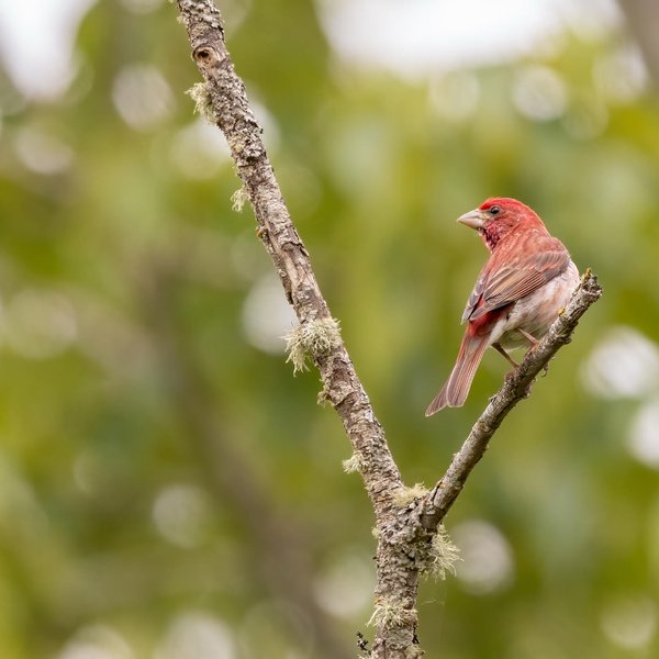 Purple Finch