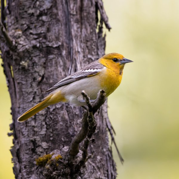 Bullock's Oriole