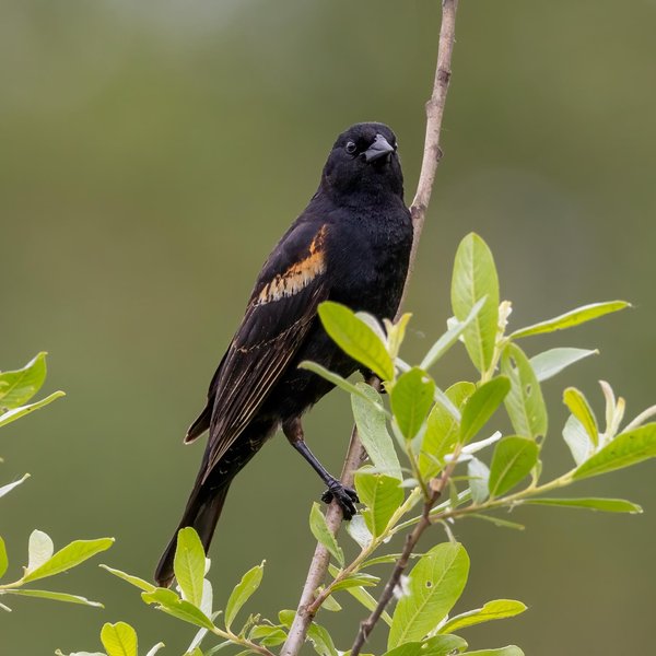 Red-winged Blackbird
