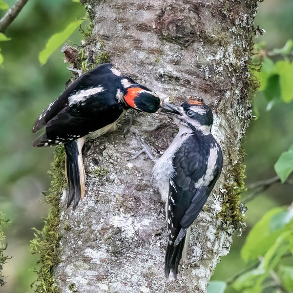 Hairy Woodpeckers