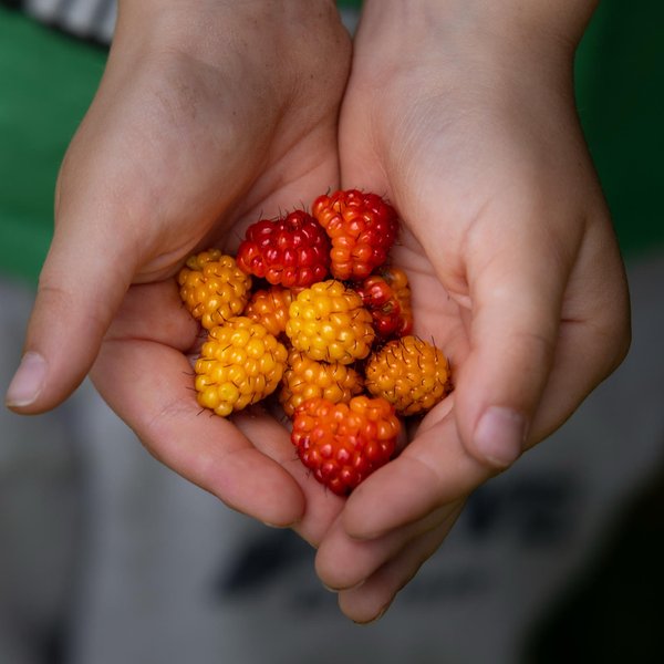 Salmonberries