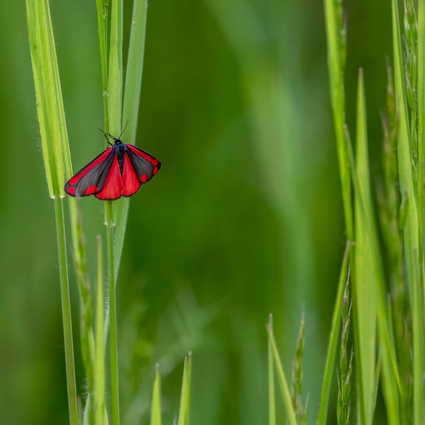 Cinnabar Moth
