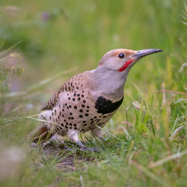Northern Flicker