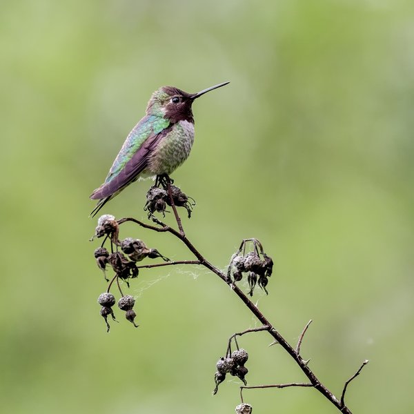 Anna's Hummingbird