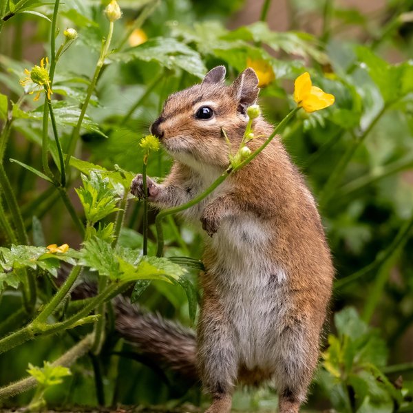 Townsend's Chipmunk