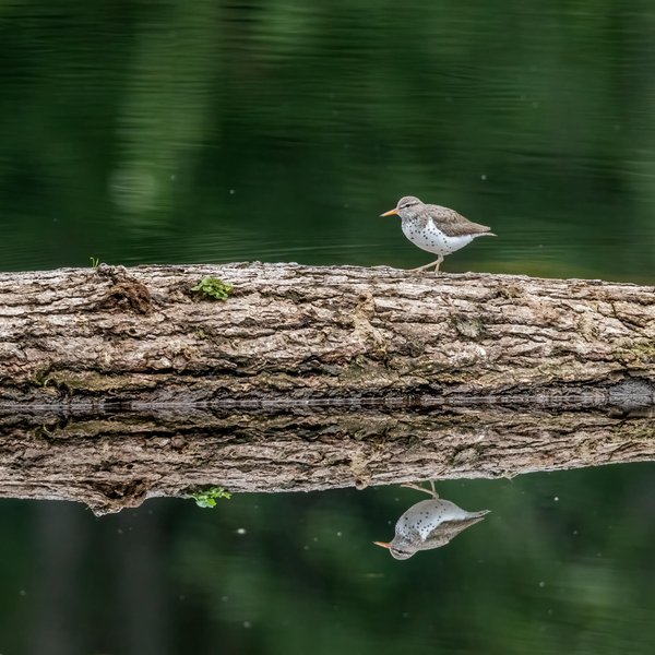 Spotted Sandpiper
