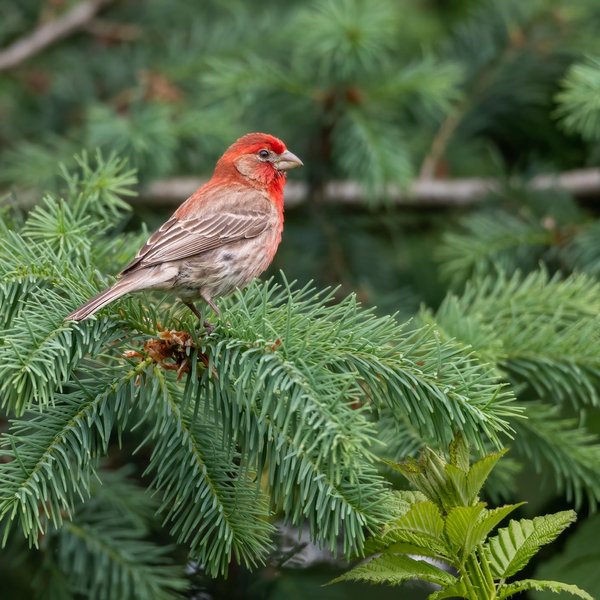 House Finch