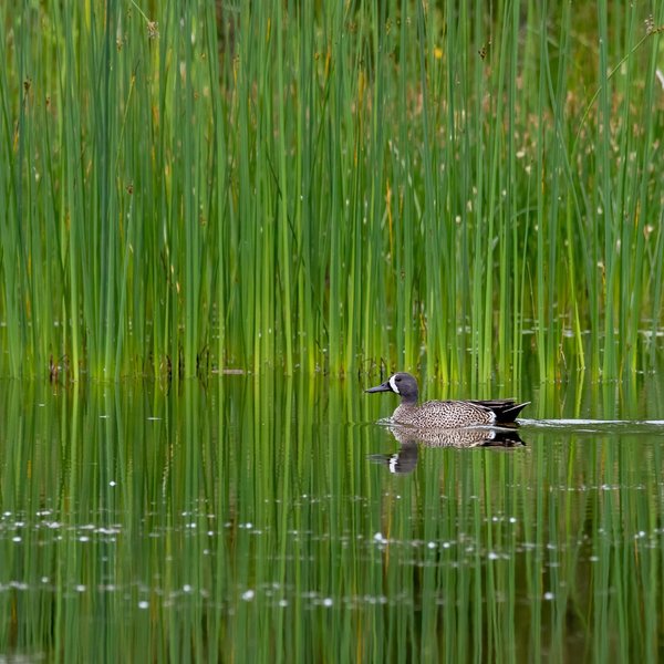 Blue-winged Teal