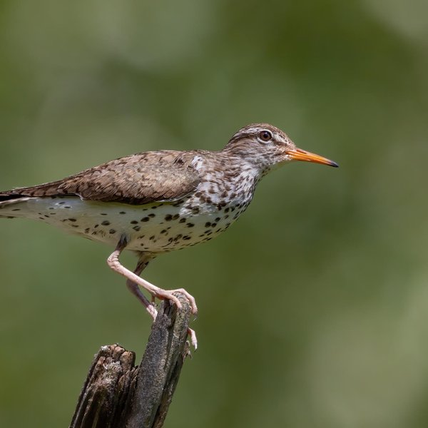 Spotted Sandpiper