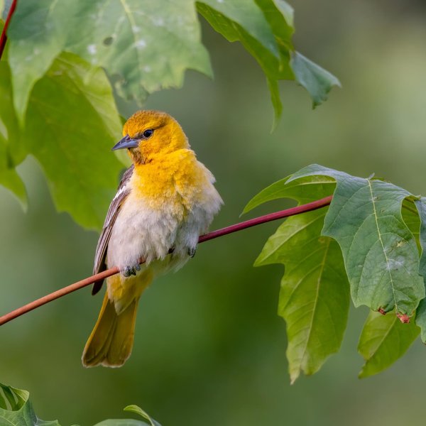 Bullock's Oriole