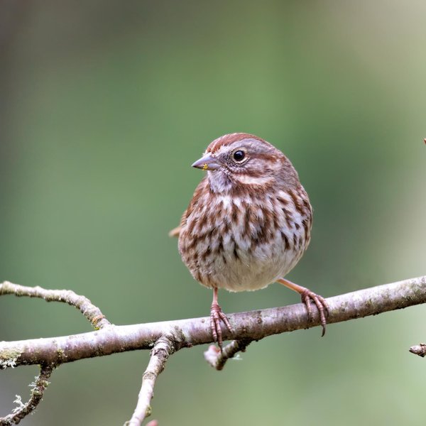 Song Sparrow