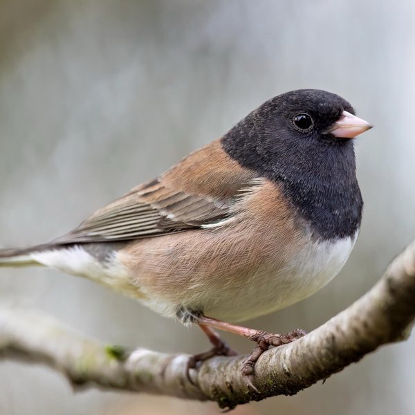 Dark-eyed Junco