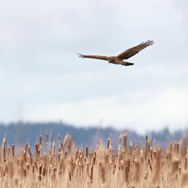 Northern Harrier