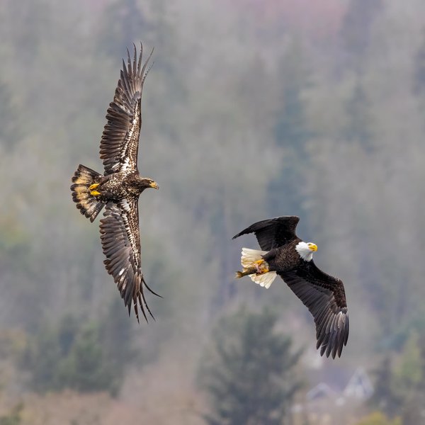 Bald Eagles