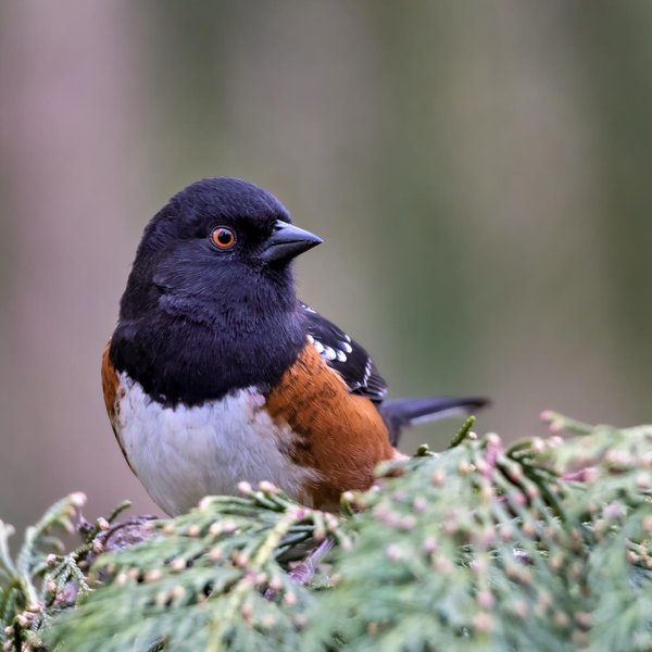 Spotted Towhee