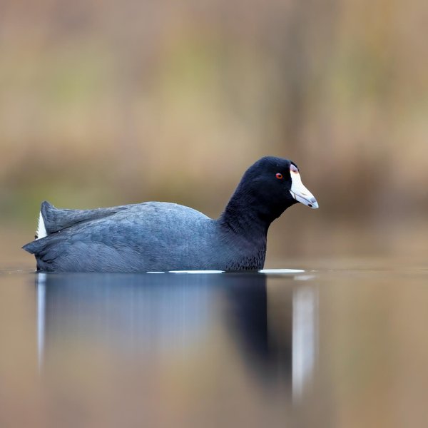 American Coot