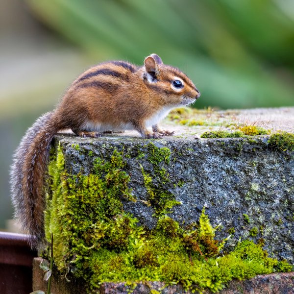 Townsend's Chipmunk