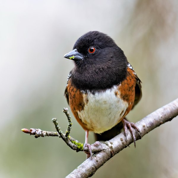 Spotted Towhee
