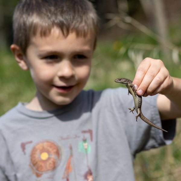 Northern Alligator Lizard