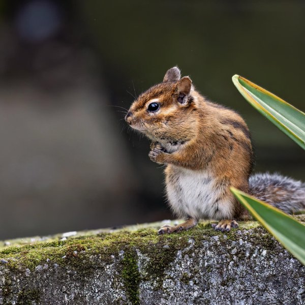 Townsend's Chipmunk