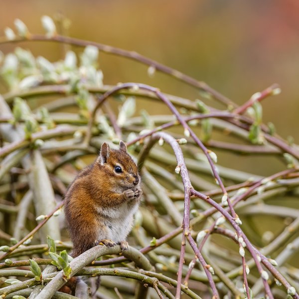 Townsend's Chipmunk