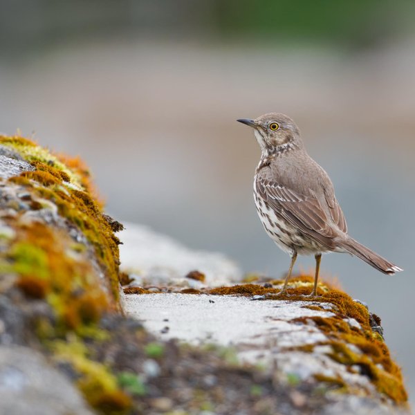 Sage Thrasher
